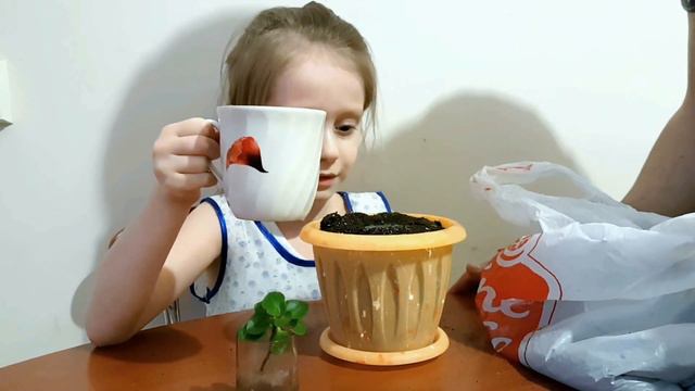 Сажаем первый цветочек..