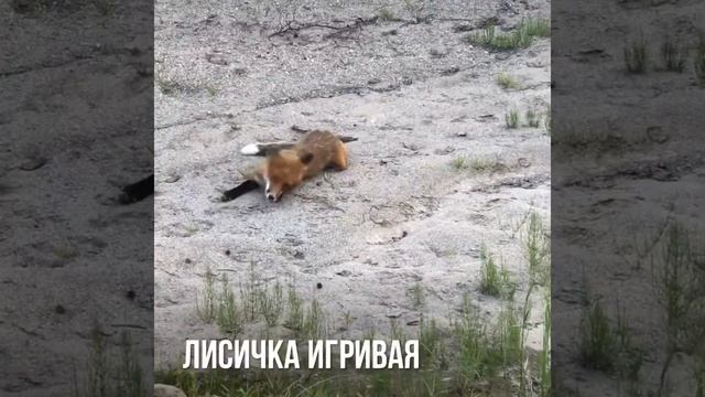 Флора и фауна Магаданской области смотреть онлайн