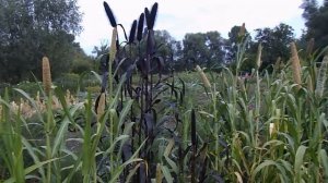 Познакомлю с просом африканским БЕЛОЕ ЧУДО !!!