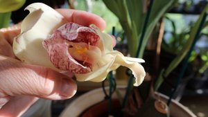 Ангулоа, “орхидея – тюльпан”