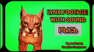 Рысь видео Green Screen футаж. Хромакей анимация на зелёном фоне.