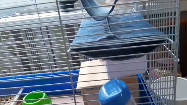 НОВАЯ КРЫСА| Что произошло за это время?! смотреть онлайн