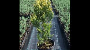 Туя Столвійк від Розсадника «Зелені Янголи»