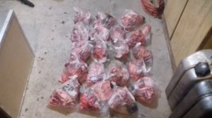 Кормление самоеда сырой натуралкой.