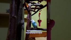 Говорящий попугайчик рассказывает стих Деду Морозу