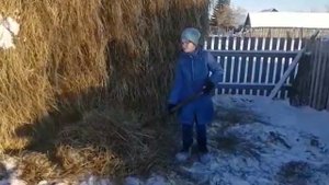 Как ухаживать за коровой зимой