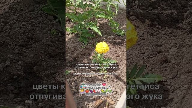 Как цветы помогают расти овощам!