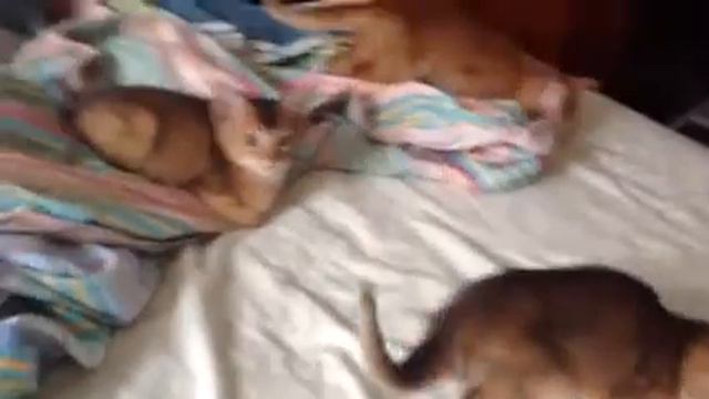 Абиссинские котята смотреть онлайн