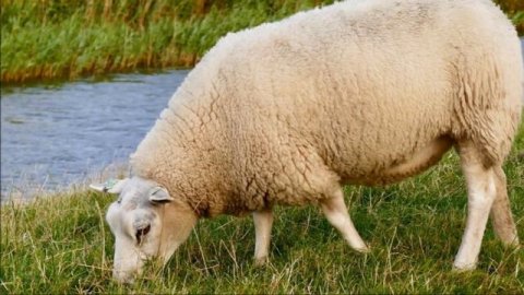 Овца. Звук овцы