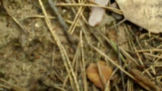 муравьиное царство смотреть онлайн