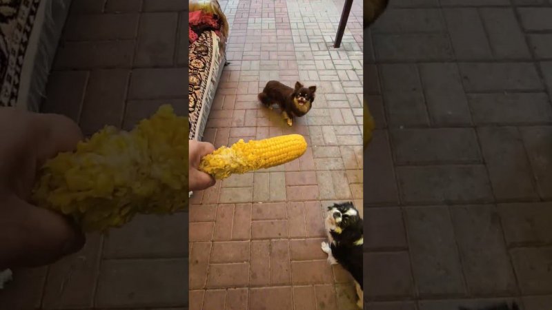 жадность не порок, но большое свинство.