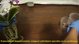 ВАРИЕГАТНЫЙ ФАЛЕНОПСИС Chia E Yenlin (variegata,peloric):пересадка