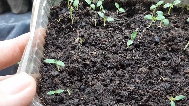 Вербена из семян ,обзор всходов пикировка.Семена вербены покупные и самосборные.
