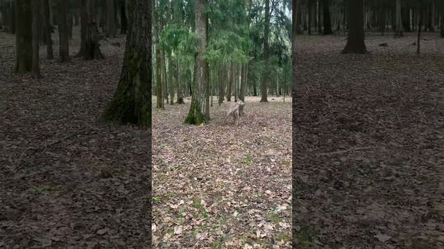 Лесной олень, пятнистый олень #олень #природа #весна #маскировка смотреть онлайн