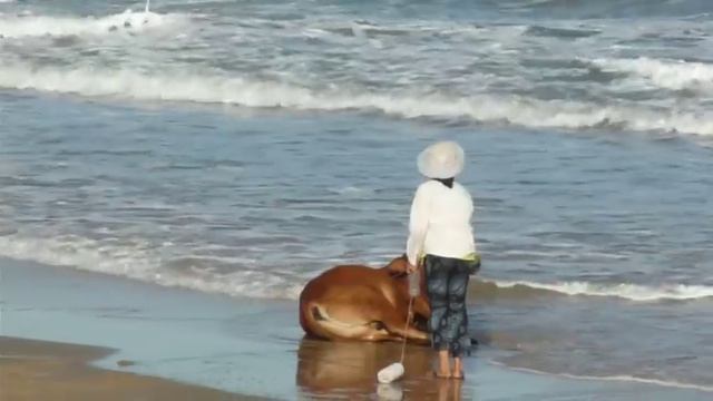 Купание красного быка - Bull in the sea смотреть онлайн