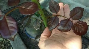 Вьющаяся роза Симпатия (Sympathie)Как отличить розу от шиповника? Повторноцветущая. Неприхотливая