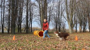 Элементы послушания для городской собаки