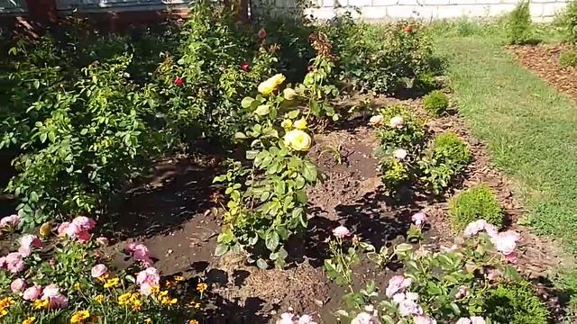 Пересадка Роз в августе. смотреть онлайн