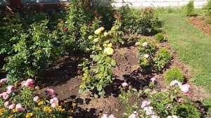 Пересадка Роз в августе.