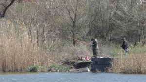 Нередкое явление на ставу пруду ХБК города Шахты Ростовской области