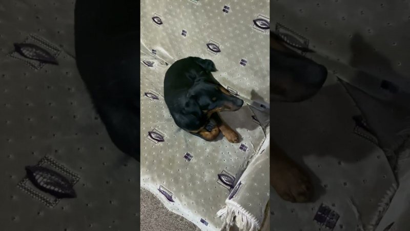 Кошка живёт на мебели, потому что Ягдтерьер её зашугал