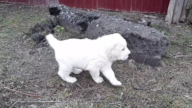 Щенок алабая Филимон, 1 месяц смотреть онлайн