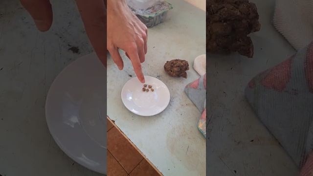 ИЗМЕЛЬЧЕНИЕ ПРОПОЛИСА НА МЯСОРУБКЕ // GRINDING PROPOLIS IN A MEAT GRINDER смотреть онлайн