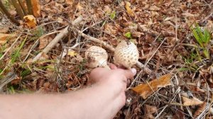 ГРИБЫ ЗОНТИКИ ! САЛАТ ИЗ СВЕЖИХ ГРИБОВ ! ГАДЮКА ! Грибы 2020 !