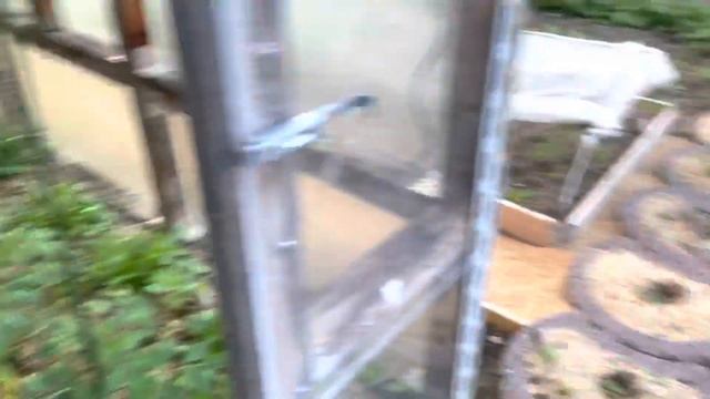 Подкормка рассады травяным настоем. смотреть онлайн