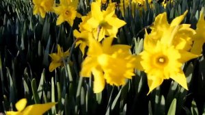 Daffodils - Original Piano Music