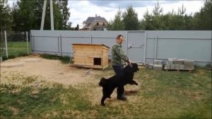 Танцы со щенком.mp4