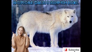Интересные истории и факты про животных.