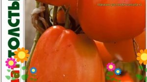 Томат Толстый Монах. Краткий обзор, описание характеристик solanum lycopersicum Tolstyj Monakh