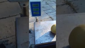 Созрела груша Наши сорт Секуи