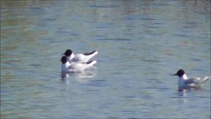 Малая Чайка, Hydrocoloeus minutus, Птицы Новгородской области, наблюдения птиц, 9 мая 2023