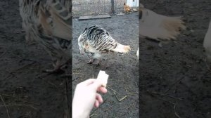 Домашние индюки.自制火鸡。 Обзор/Отзыв.