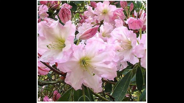 Fortune's Rhododendron FLOWER SEEDS - Rhododendron fortunei FLOWER SEEDS on www.MySeeds.Co смотреть онлайн