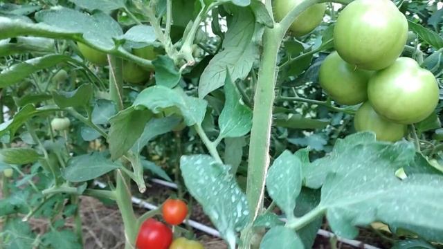 Сделайте так в июле для быстрого роста и созревания томатов смотреть онлайн