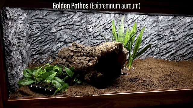 Live Planted Bioactive Kingsnake Vivarium смотреть онлайн