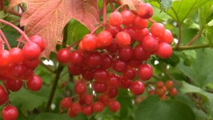 Canon Legria HF G30 Test Bildstabilisator HD