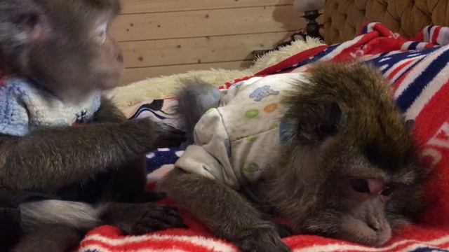 Маша и Зяма (Домашние макаки) смотреть онлайн