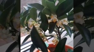 Кумкват кукле