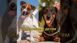 Джек Рассел или такса?