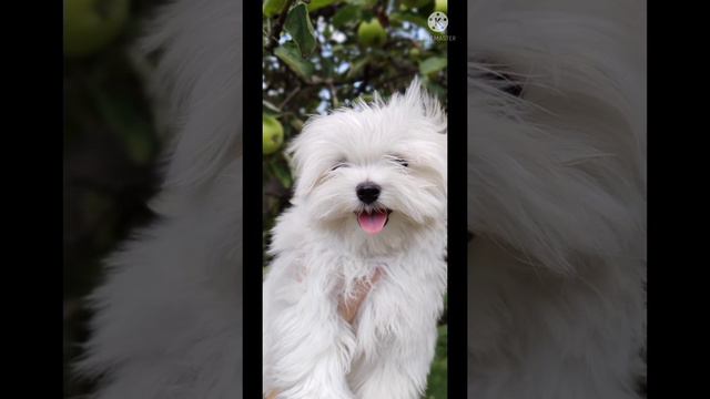 С днем рождения зайка! ❤❤)) (моя собачка) #болонка смотреть онлайн