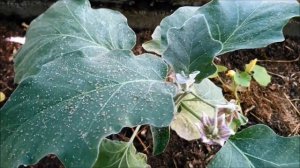 ТЛЯ на БАКЛАЖАНАХ. КАК бороться?