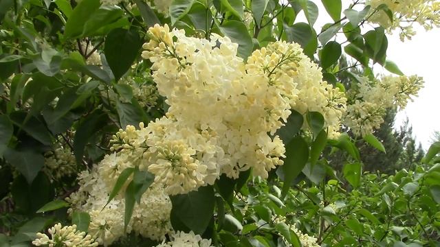 Сытин. Формула замедляющая старение смотреть онлайн