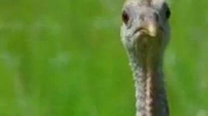 Брачные игры птиц