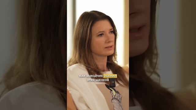 Какой окрас мальтипу дороже.