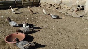 Индийский бегунок обзор хозяйства