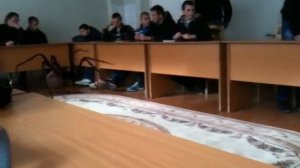 Самый большой паук в мире.